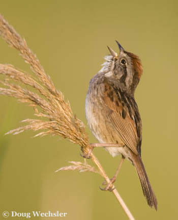 Coastal Plain Swamp Sparrow _F2B0817.jpg - 29057 Bytes